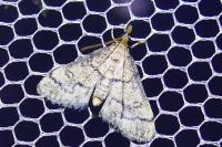 Metasia cuencalis bourgognei