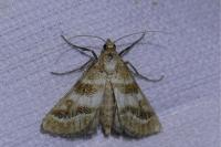 Metasia suppandalis