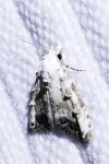 Nola infantula