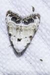 Nola infantula