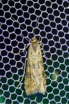 Nomophila noctuella