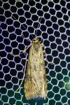 Nomophila noctuella