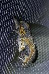 Notodonta tritophus