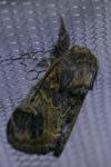 Notodonta tritophus