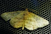 Peribatodes rhomboidaria rhomboidaria