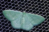 Phaiogramma etruscaria
