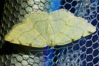 Stegania trimaculata