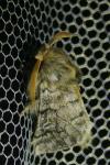 Thaumetopoea pityocampa