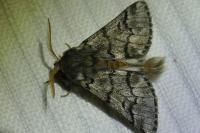 Thaumetopoea pityocampa