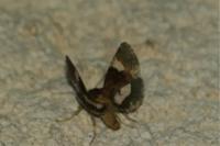 Tyta luctuosa