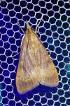 Uresiphita gilvata