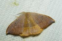 Watsonalla uncinula