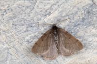 Macaria fusca
