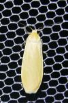 Wittia sororcula