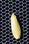 Wittia sororcula
