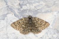 Psodos canaliculata