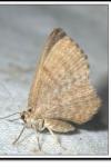 Euchoeca nebulata