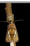 Plusia festucae