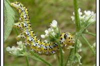Cucullia tanaceti
