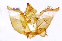 Psodos canaliculata
