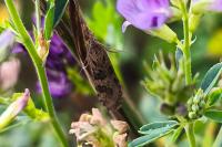 Nomophila noctuella