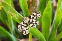 Chiasmia clathrata