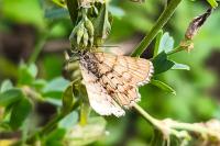 Chiasmia clathrata