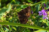 Euclidia glyphica