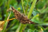 Ematurga atomaria