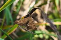 Pyrausta despicata