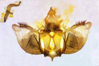 Psodos bentelii
