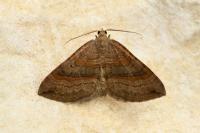 Scotopteryx chenopodiata