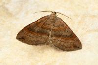 Scotopteryx chenopodiata