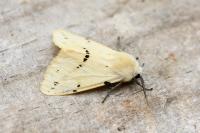 Spilarctia lutea