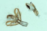 Eilema caniola