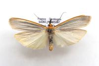 Eilema caniola