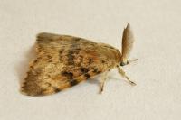Lymantria dispar