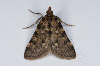 Aglossa pinguinalis