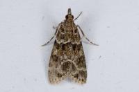 Eudonia mercurella