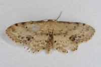 Idaea dimidiata