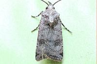 Agrotis trux