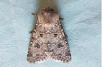 Anarta sodae