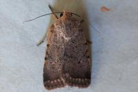 Caradrina aspersa