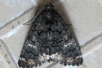 Catephia alchymista
