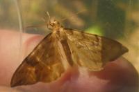Gandaritis pyraliata