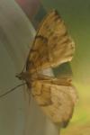 Gandaritis pyraliata