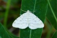 Mesotype verberata