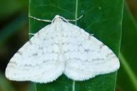 Mesotype verberata