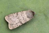 Epipsilia latens