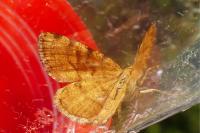 Macaria brunneata
